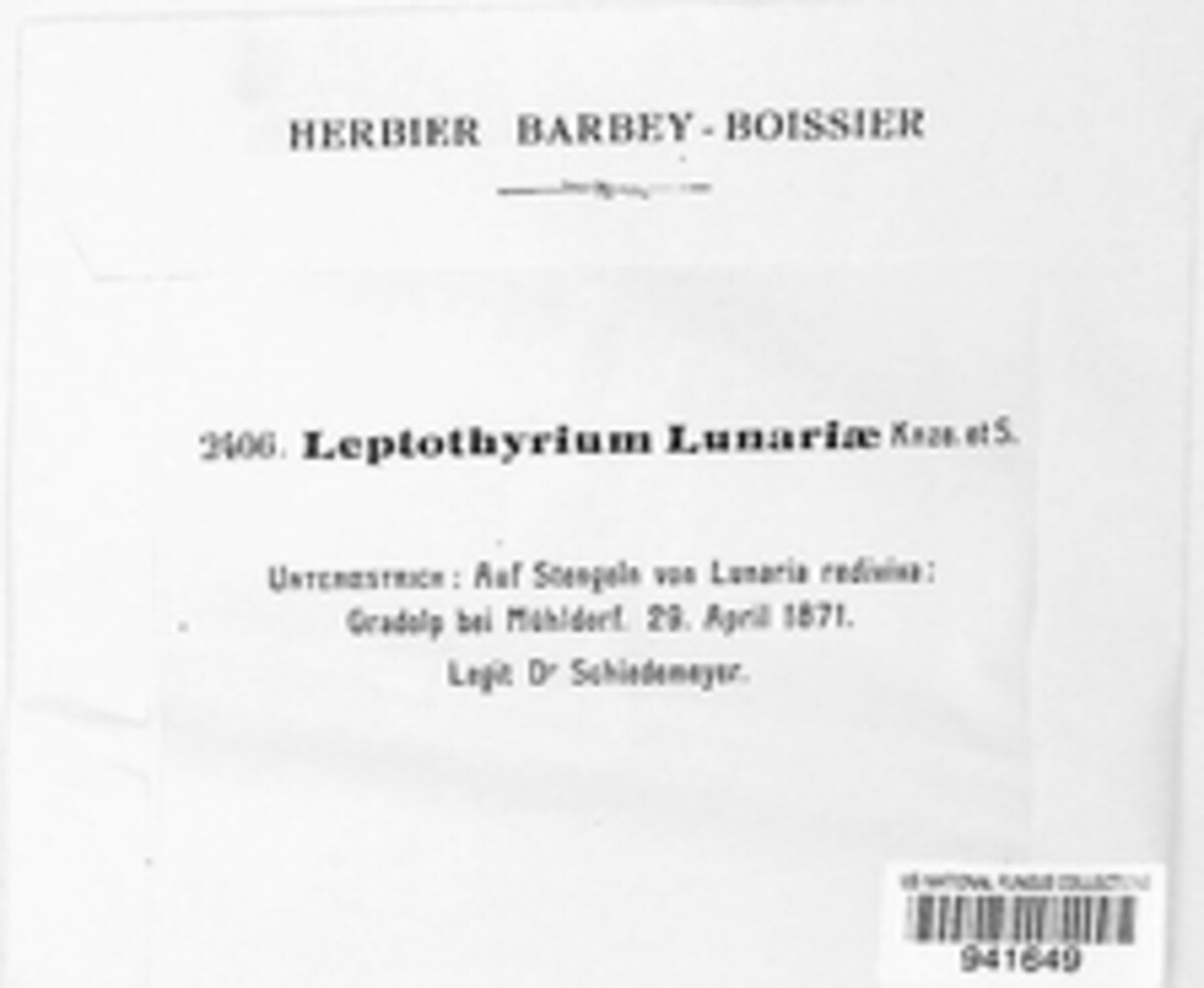 Leptothyrium lunariae image